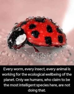 Click image for larger version

Name:	Earth's Ecological System.jpg
Views:	116
Size:	15.7 KB
ID:	220071