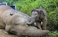 Click image for larger version

Name:	Elephant.Poaching.jpg
Views:	174
Size:	27.2 KB
ID:	224068