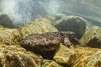 Click image for larger version

Name:	Japanese Giant Salamader.jpeg
Views:	187
Size:	28.5 KB
ID:	224091