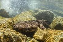 Click image for larger version

Name:	Japanese Giant Salamader.jpeg
Views:	143
Size:	28.5 KB
ID:	224091