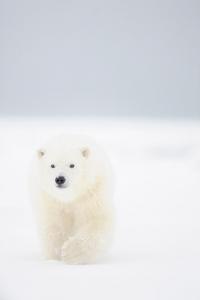 Click image for larger version

Name:	Bear(Polar).jpg
Views:	96
Size:	2.8 KB
ID:	231862