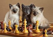 Click image for larger version

Name:	CatChess2.jpg
Views:	53
Size:	21.1 KB
ID:	242973