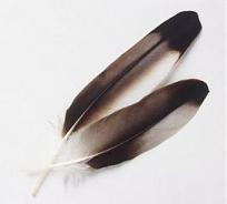Click image for larger version

Name:	Feather (Eagle - USA).jpg
Views:	195
Size:	7.7 KB
ID:	236920